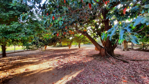 Chácara à Venda no Chácaras Califórnia em Araçatuba/SP